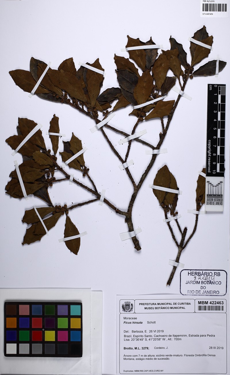 Ficus hirsuta photo 3