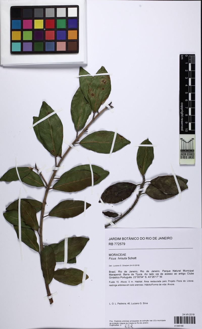 Ficus hirsuta photo 4