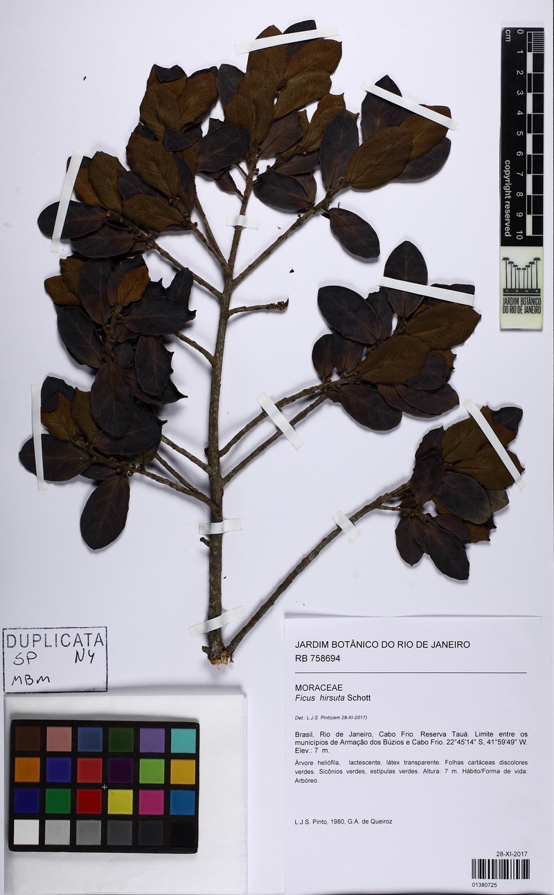 Ficus hirsuta photo 5