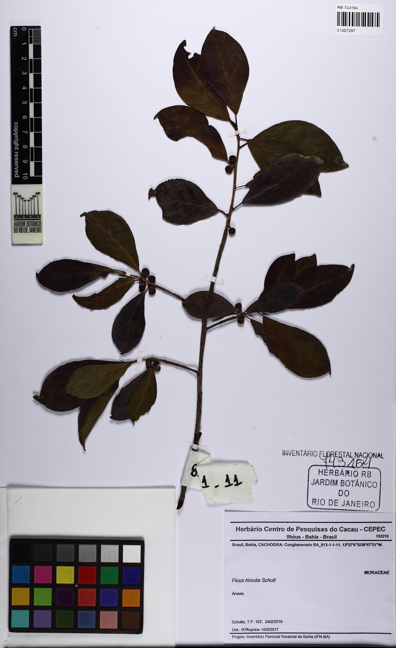 Ficus hirsuta photo 6