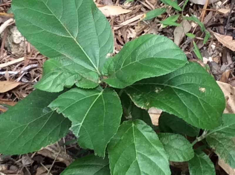 Ficus hispida photo 2