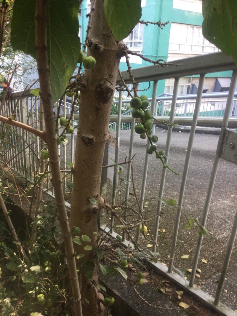 Ficus hispida photo 3