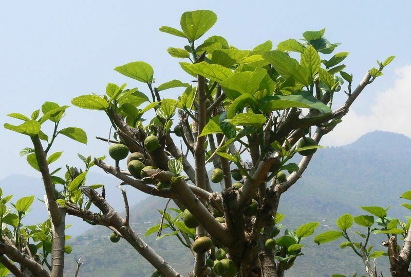 Ficus hispida photo 4