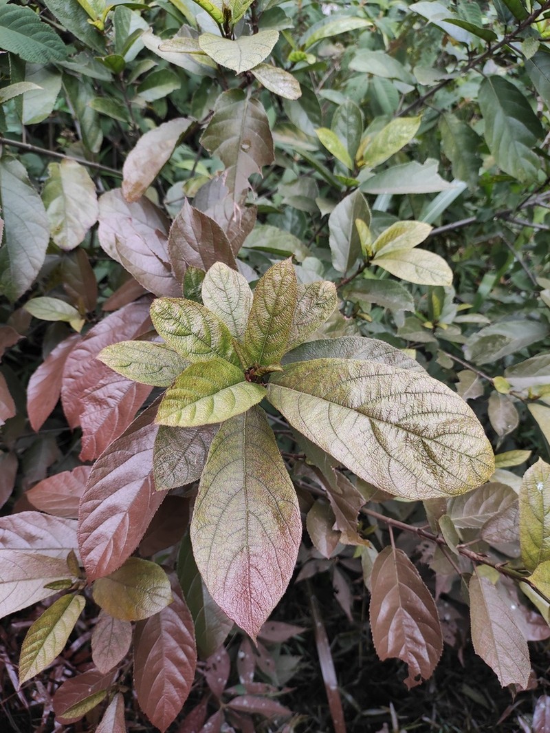 Ficus hispida photo 5