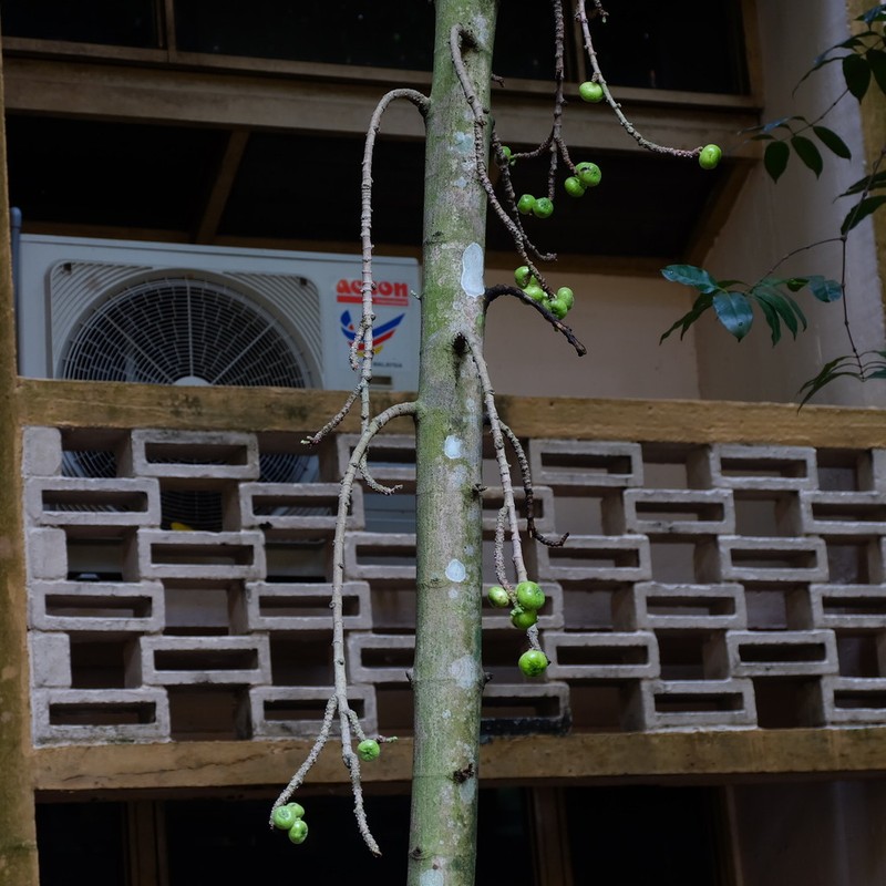 Ficus hispida photo 6