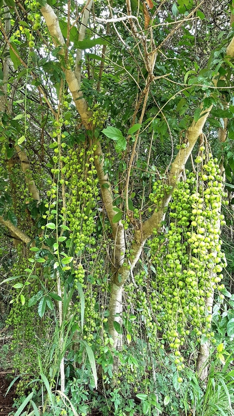Ficus hispida photo 7