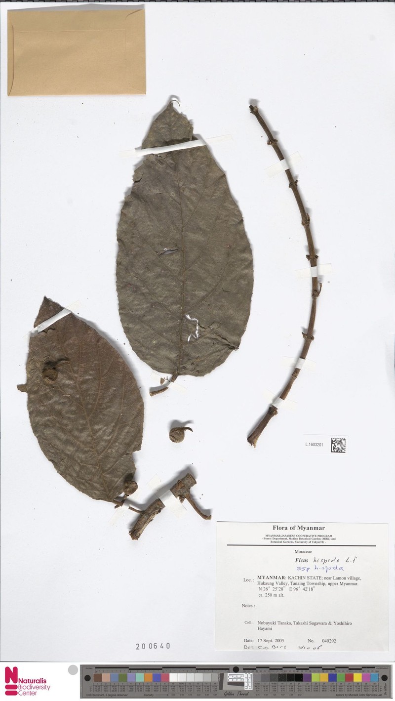 Ficus hispida var. hispida