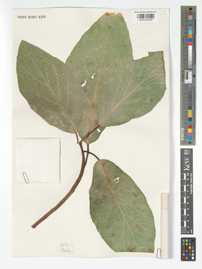 Ficus hispida var. hispida photo 2