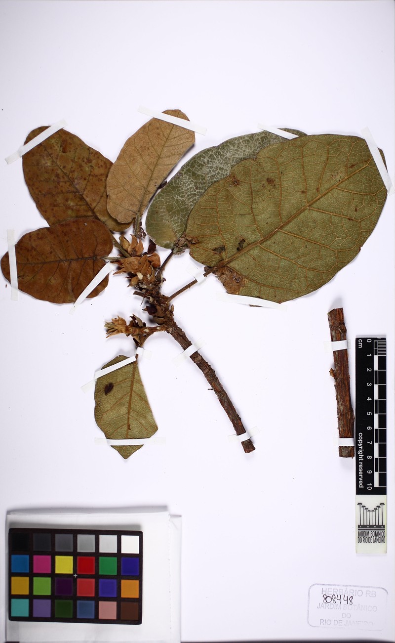 Ficus holosericea