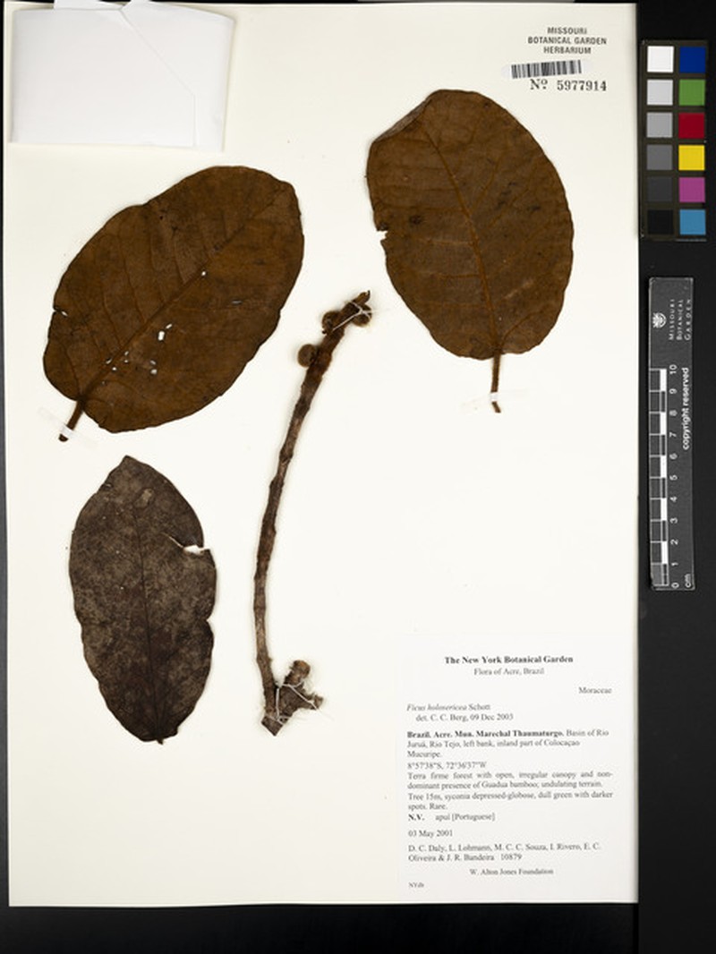 Ficus holosericea photo 2