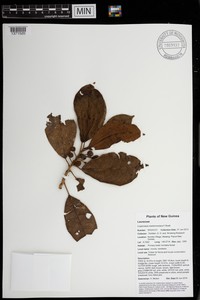 Ficus hombroniana