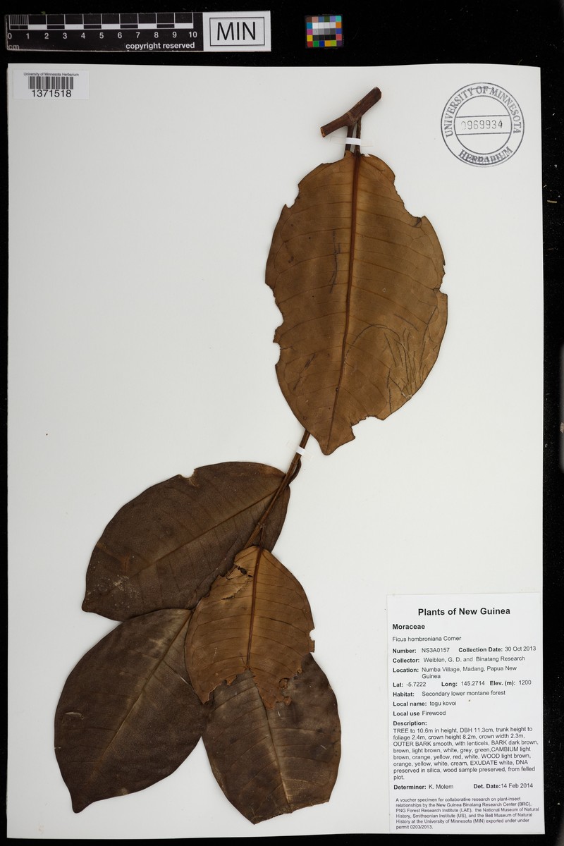 Ficus hombroniana photo 2