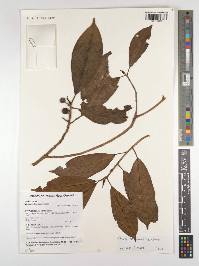 Ficus hombroniana photo 3