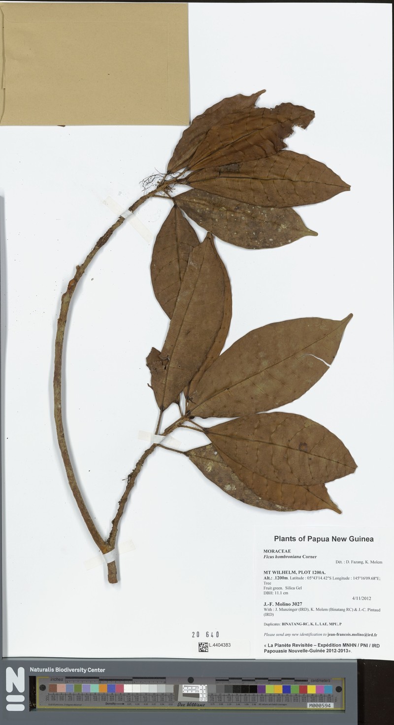 Ficus hombroniana photo 4