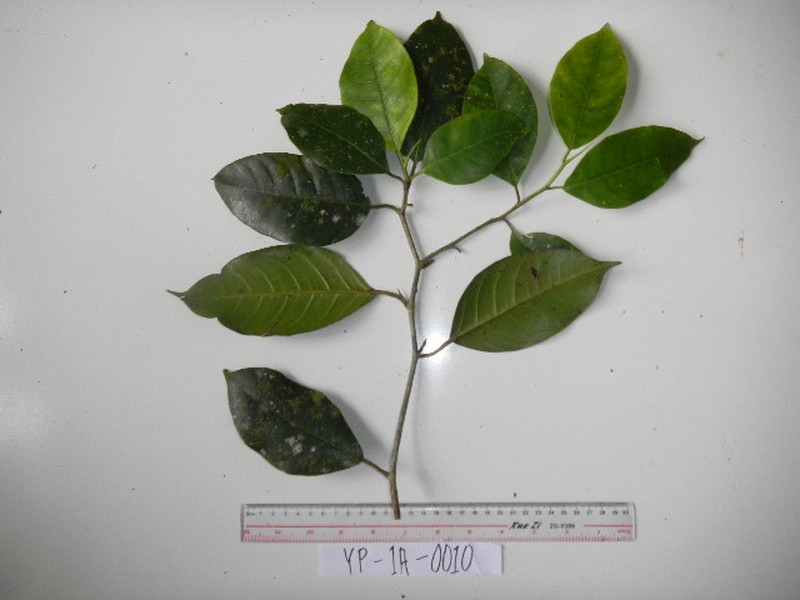 Ficus hombroniana photo 5