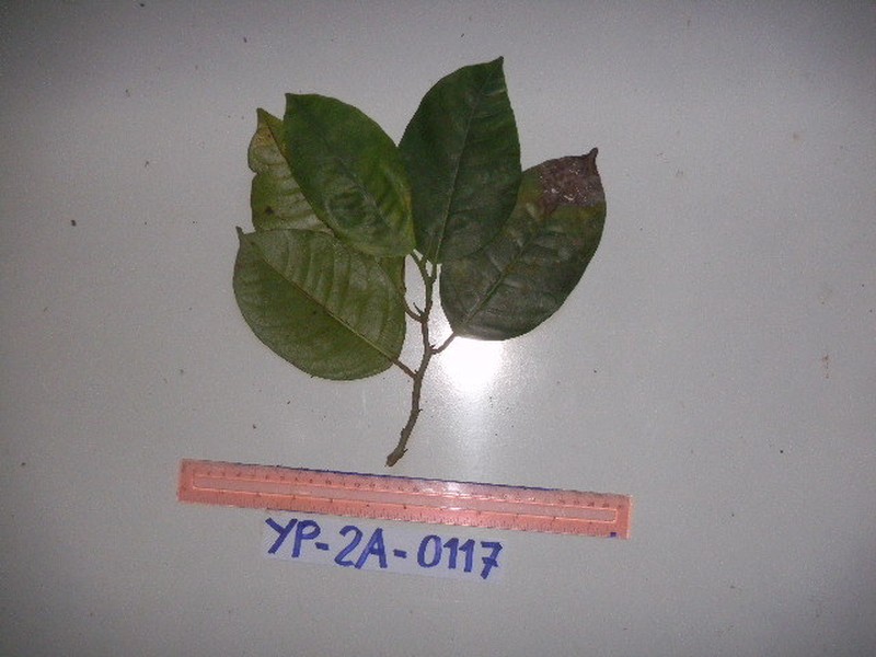 Ficus hombroniana photo 6