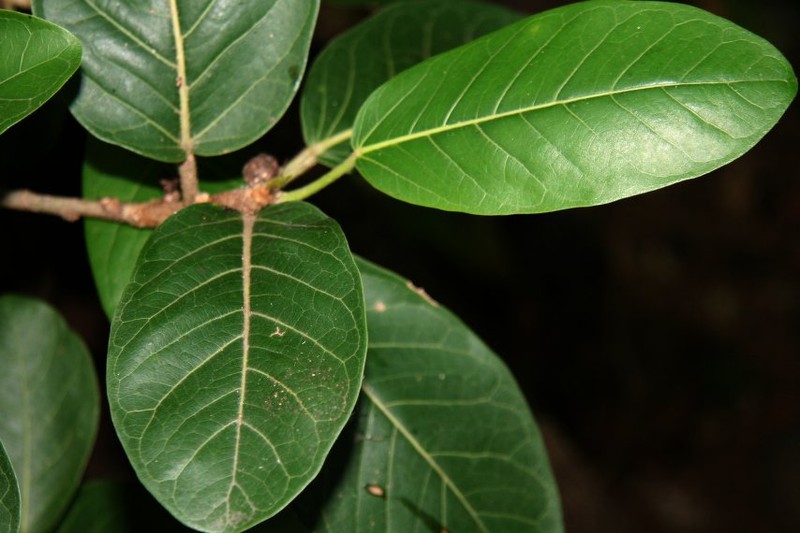 Ficus hondurensis
