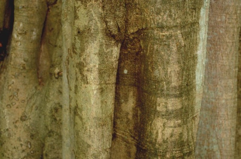 Ficus hondurensis photo 3
