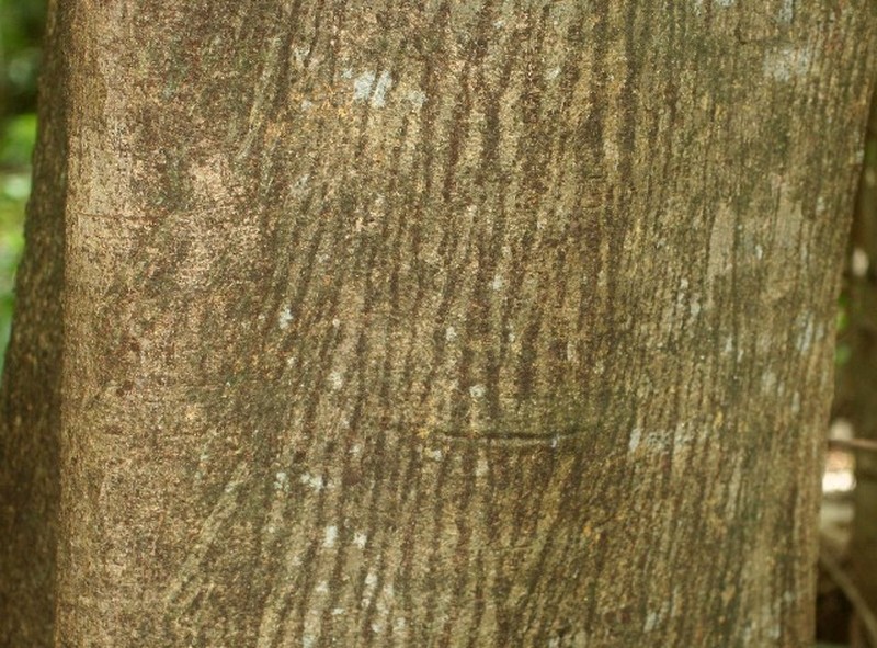 Ficus hondurensis photo 4