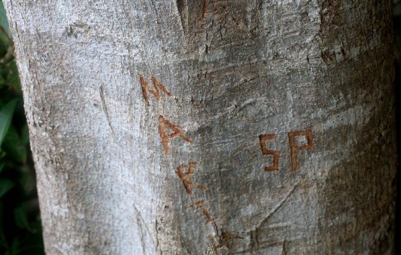 Ficus hondurensis photo 5