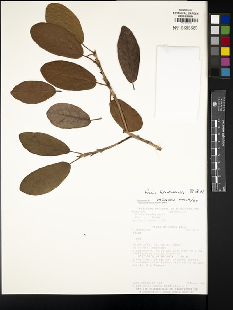Ficus hondurensis photo 6