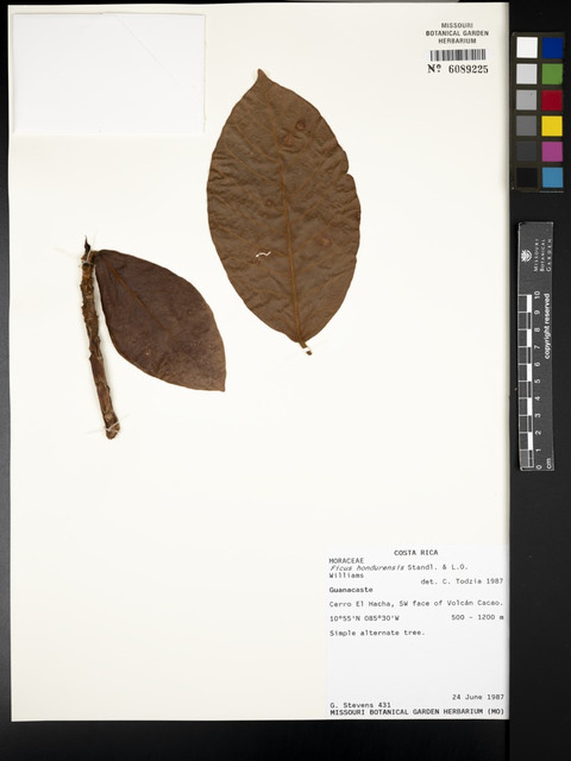 Ficus hondurensis photo 7