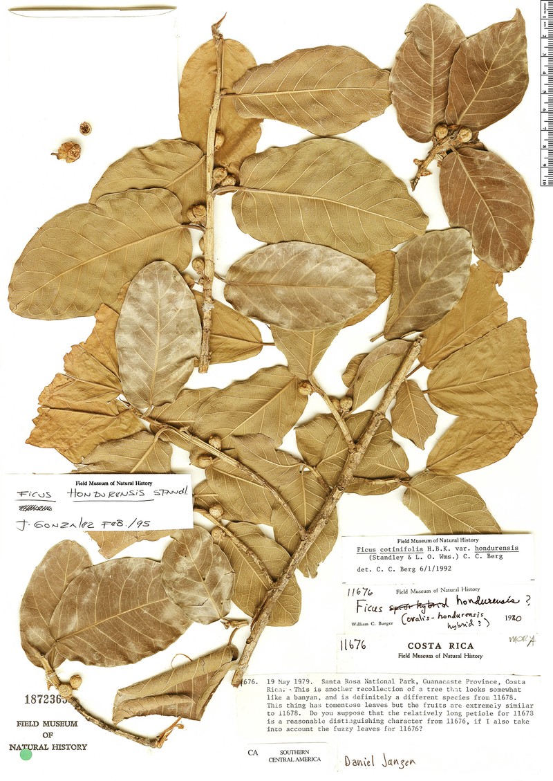 Ficus hondurensis photo 8