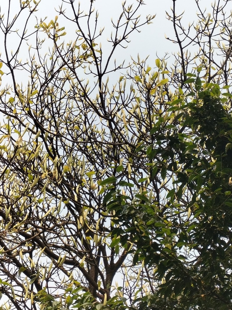 Ficus hookeriana photo 2