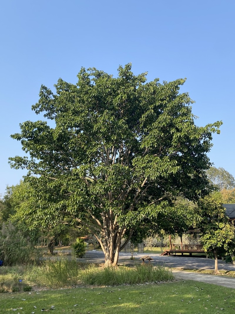 Ficus hookeriana photo 3