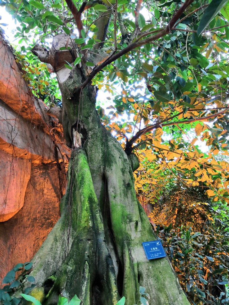 Ficus hookeriana