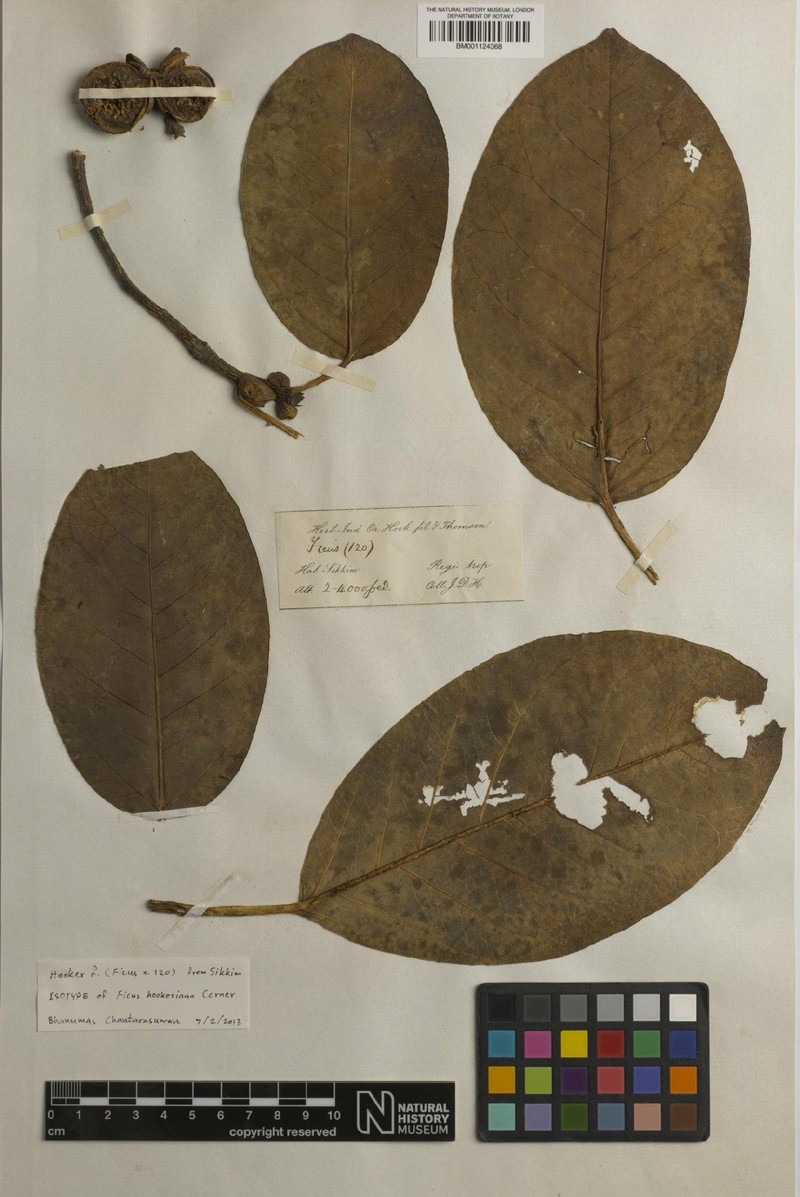 Ficus hookeriana photo 4