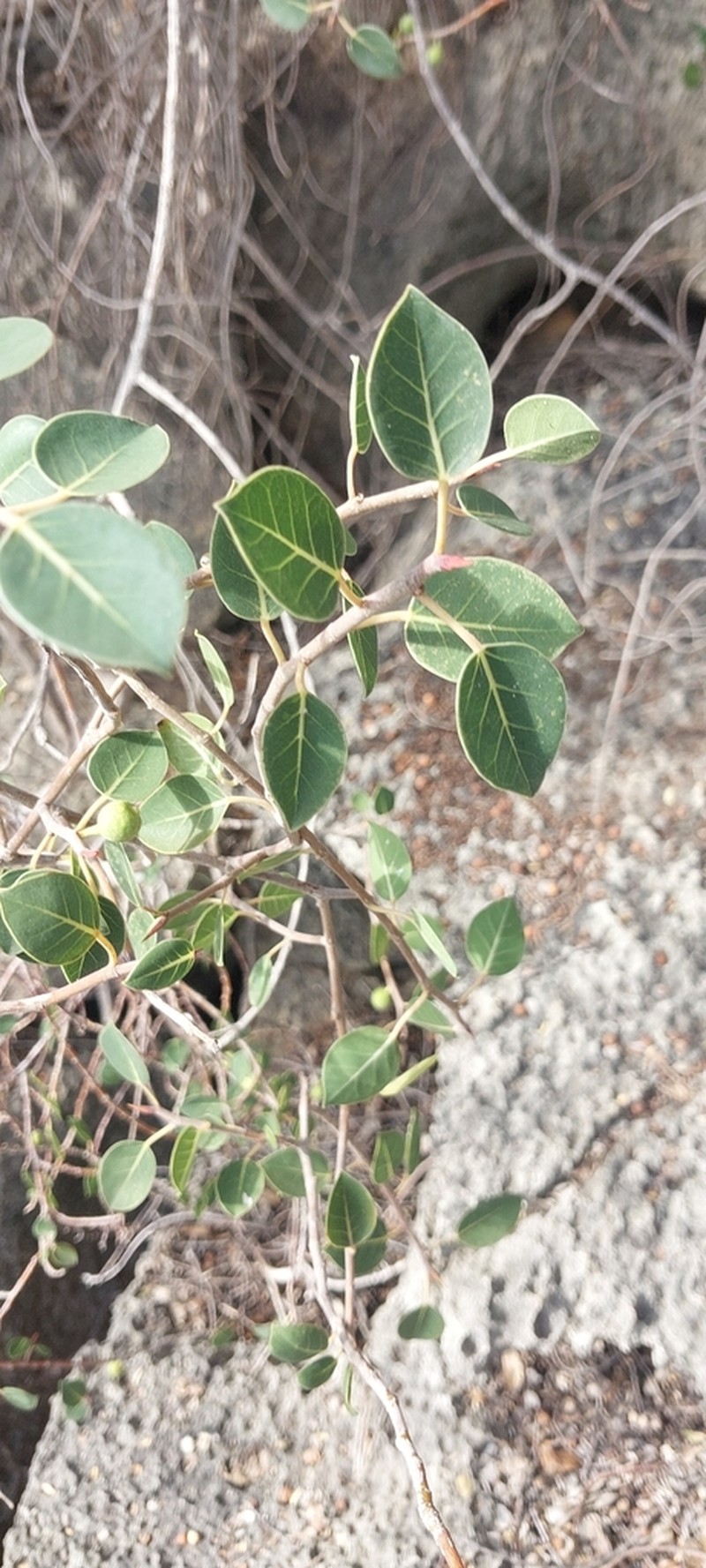 Ficus humbertii