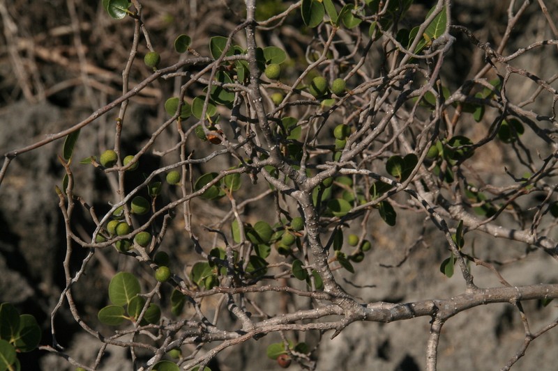 Ficus humbertii photo 2