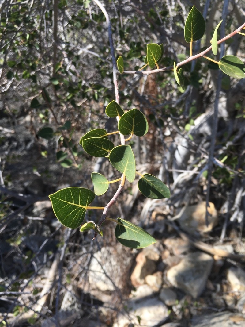 Ficus humbertii photo 3