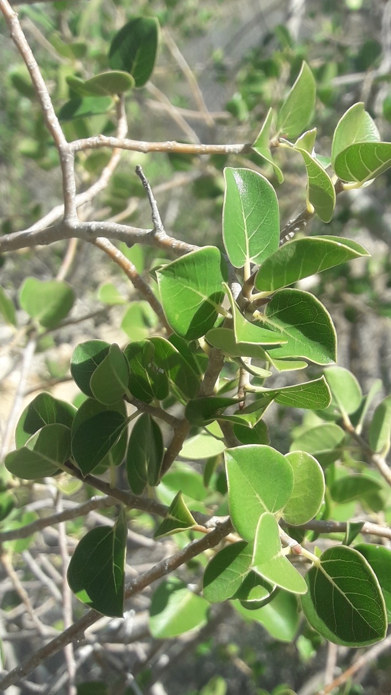 Ficus humbertii photo 5