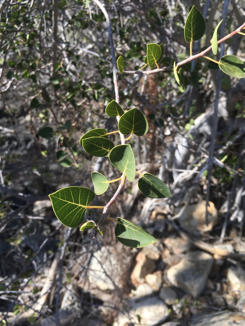 Ficus humbertii photo 6