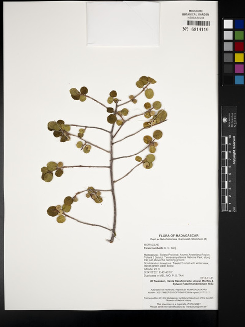 Ficus humbertii photo 7