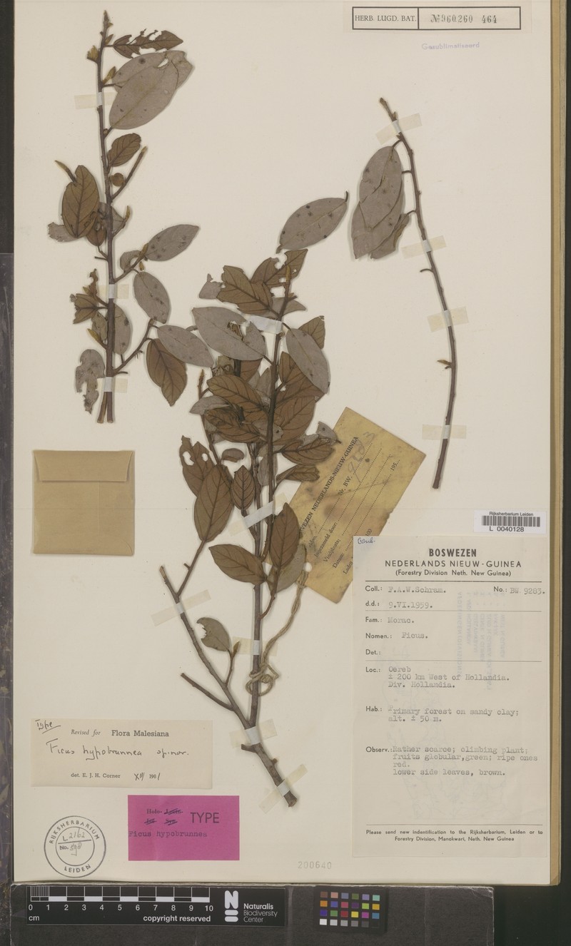 Ficus hypobrunnea