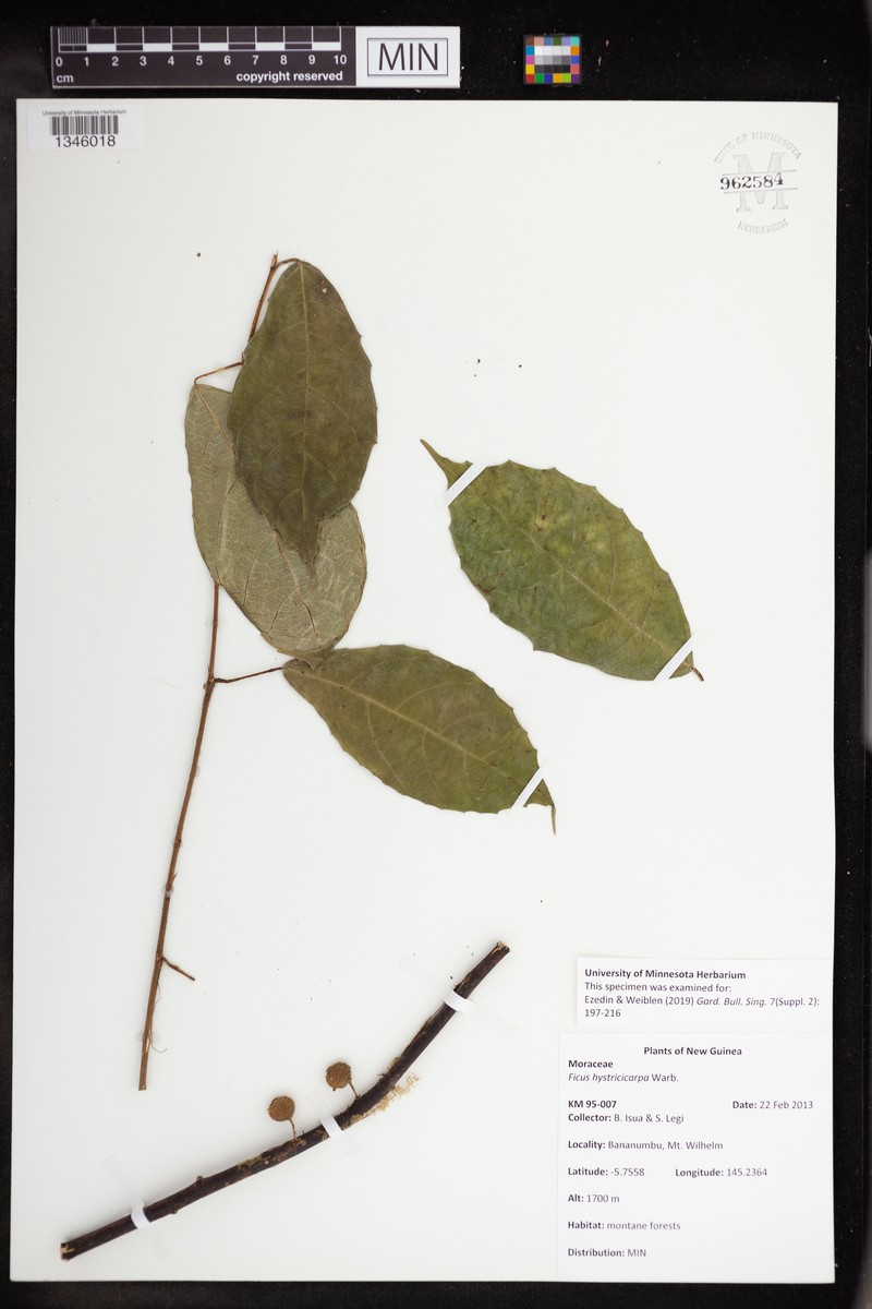 Ficus hystricicarpa
