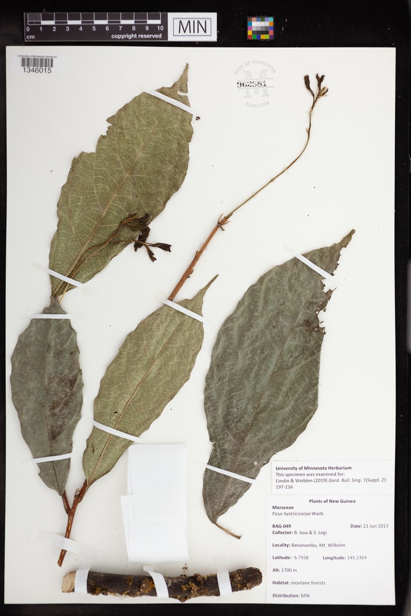 Ficus hystricicarpa photo 2