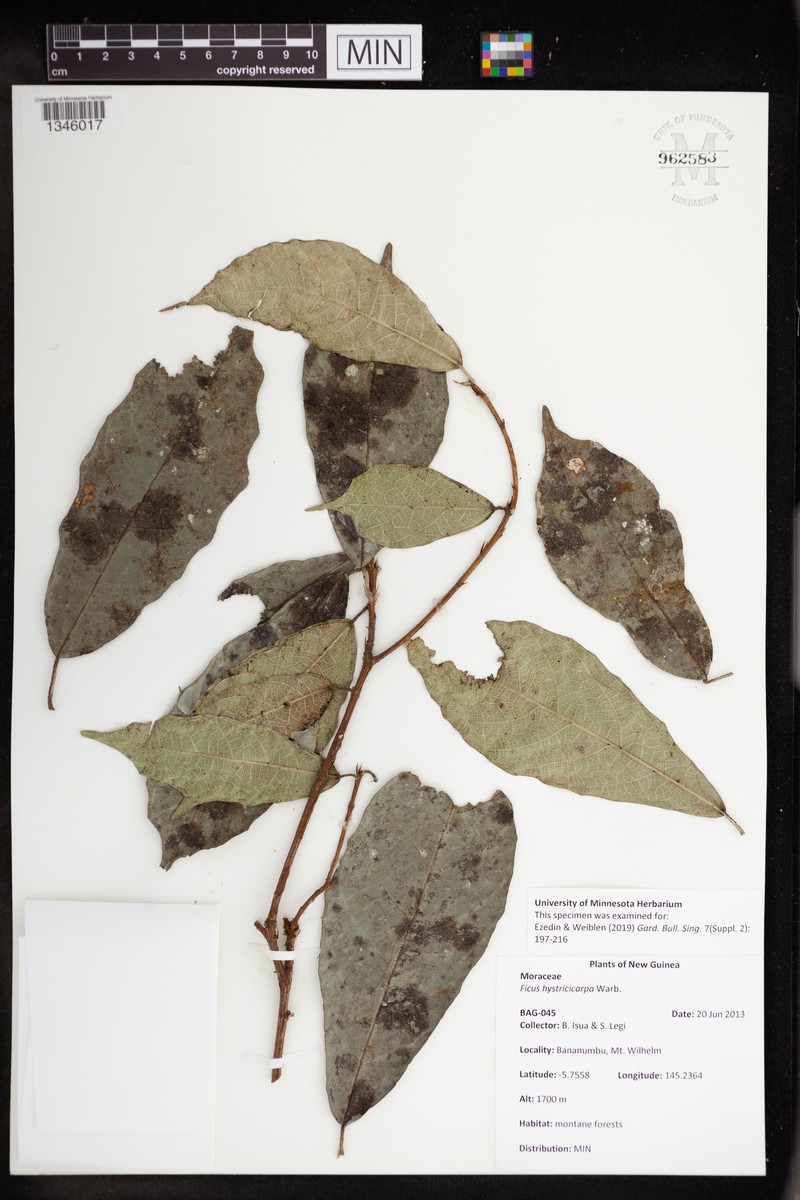 Ficus hystricicarpa photo 3