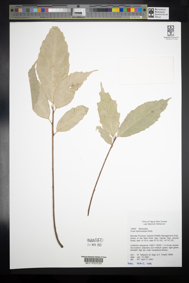 Ficus hystricicarpa photo 4