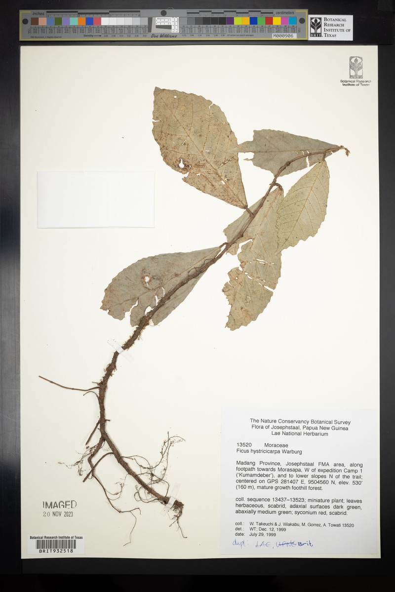 Ficus hystricicarpa photo 5