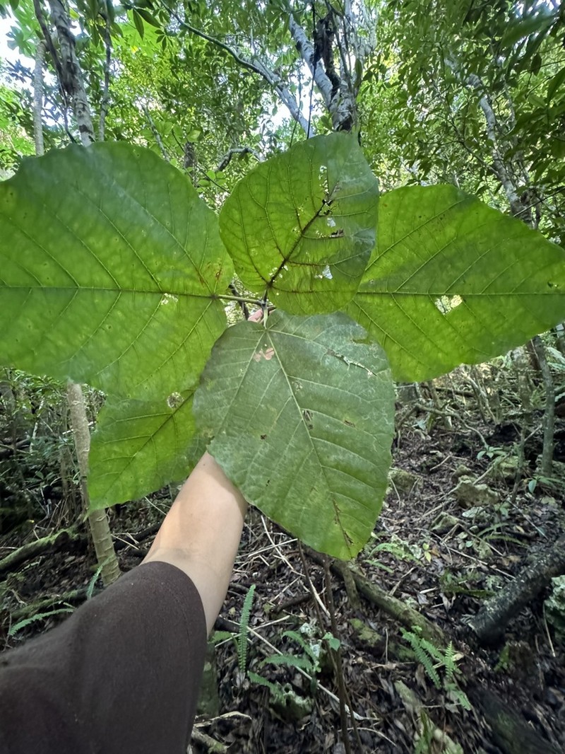 Ficus iidana photo 3
