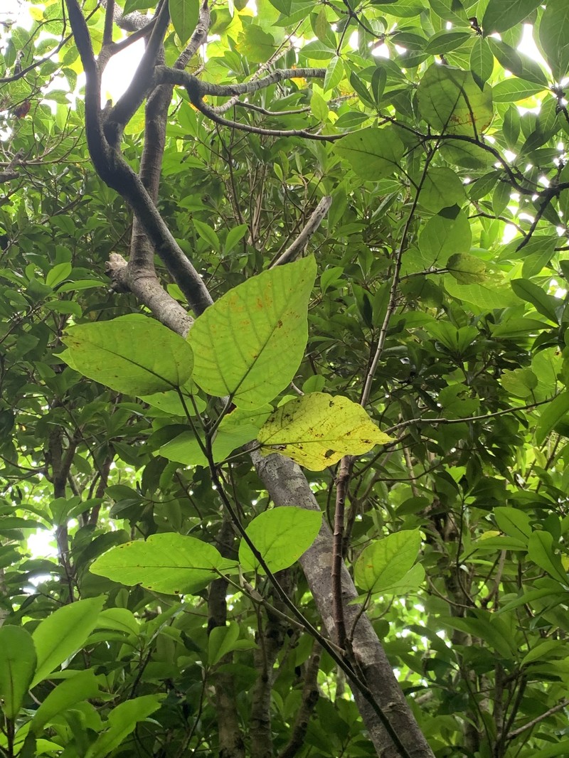 Ficus iidana