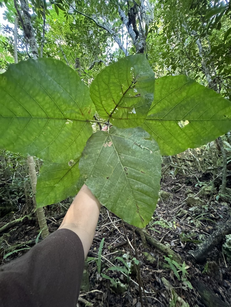 Ficus iidana photo 4