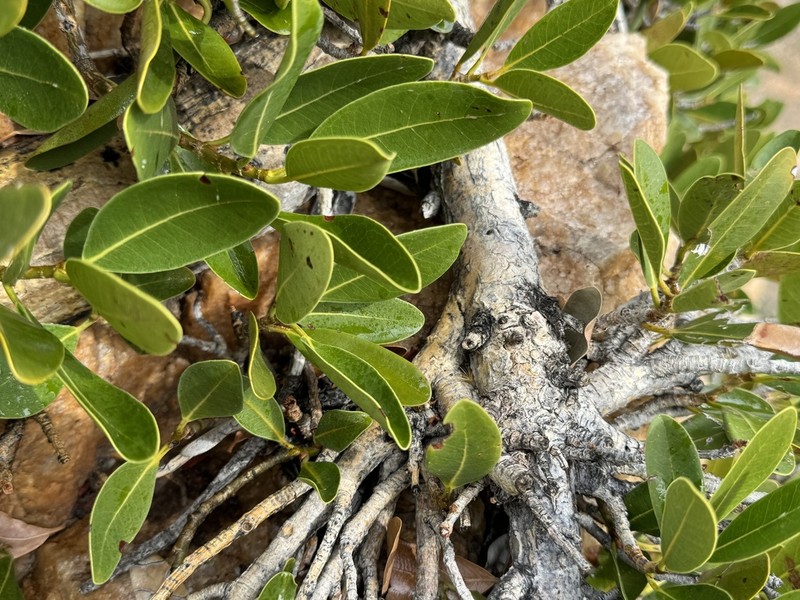 Ficus ilicina photo 2