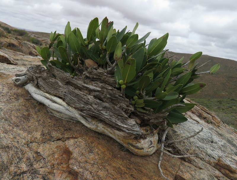Ficus ilicina photo 3