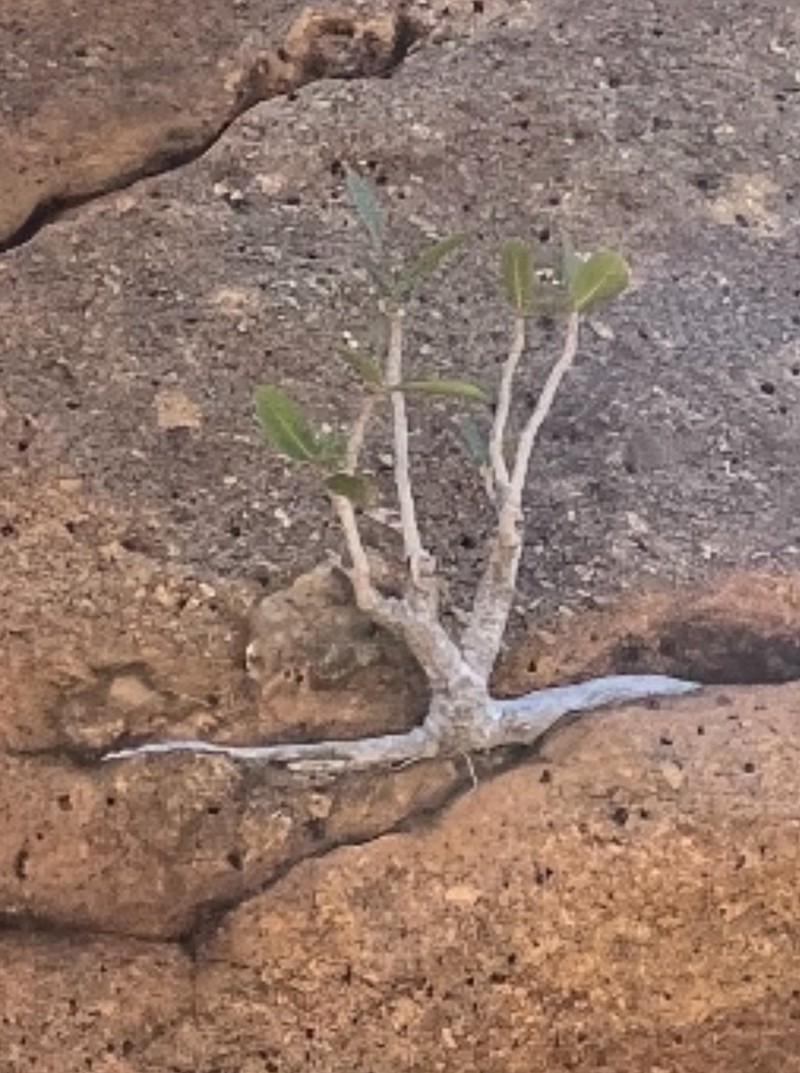 Ficus ilicina photo 4