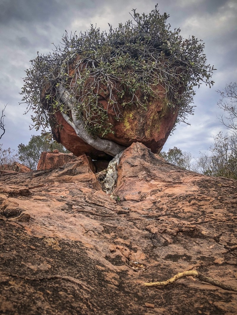 Ficus ilicina photo 5